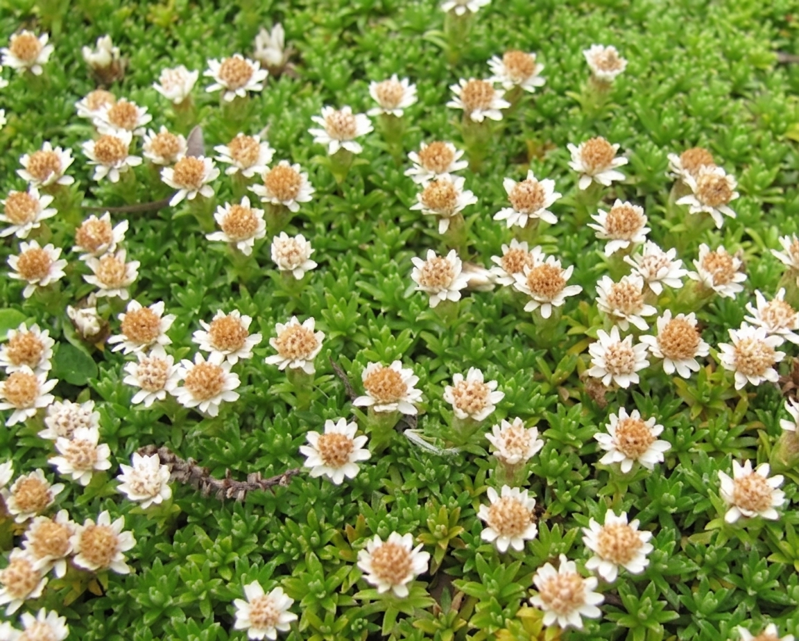 Raoulia glabra 